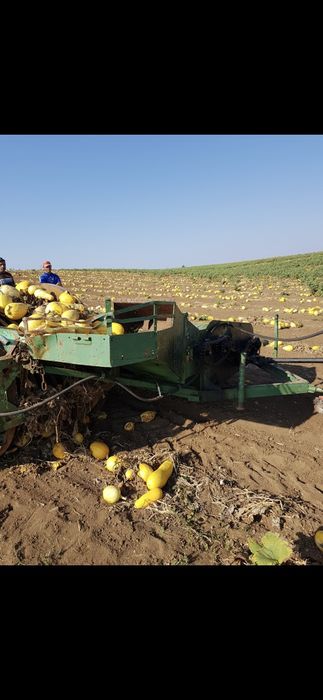 Тикварка с таралеж