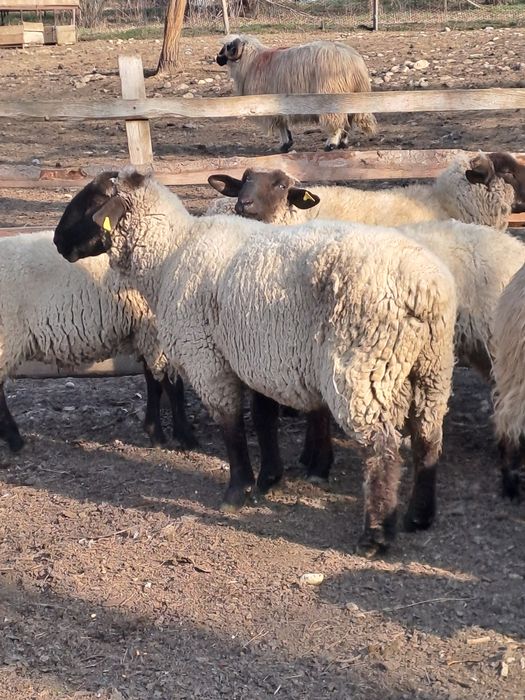 Vând berbeci suffolk