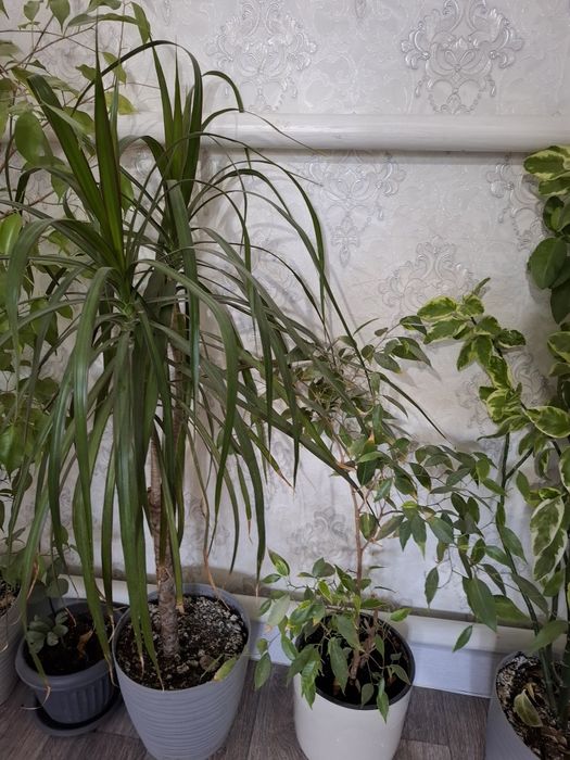 Комнатные растения