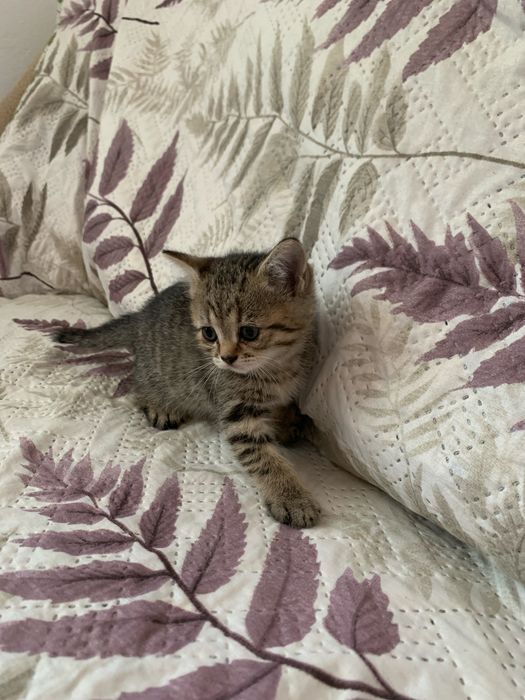 Продается котенок пародистая