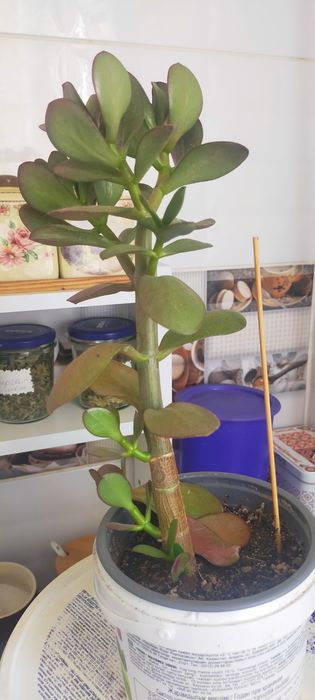 Продам цветы комнатные. Толстянка