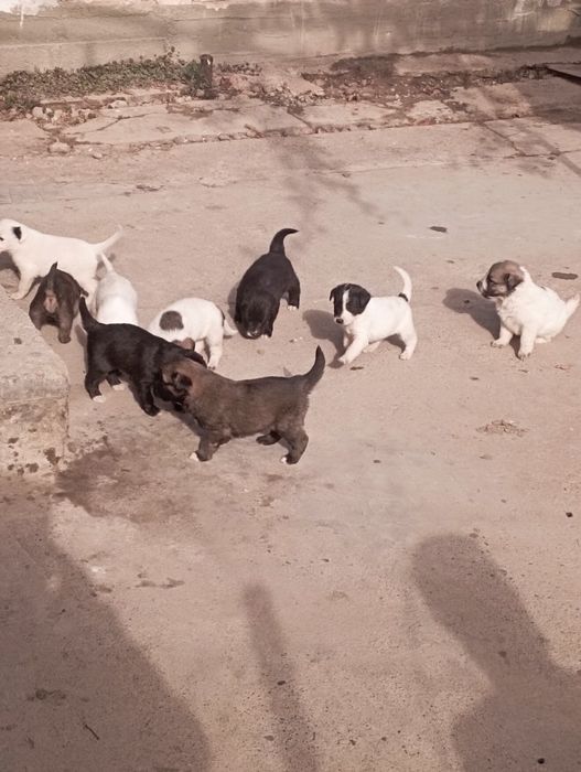 Адам в добрые руки щенят