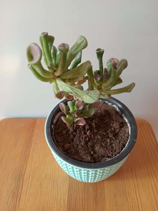 Продам  комнатные  растения