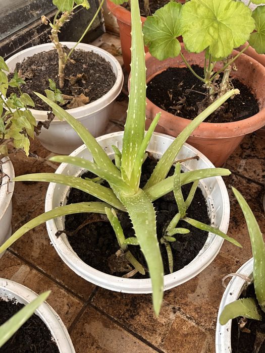 vand pui de aloe vera si planta in sine