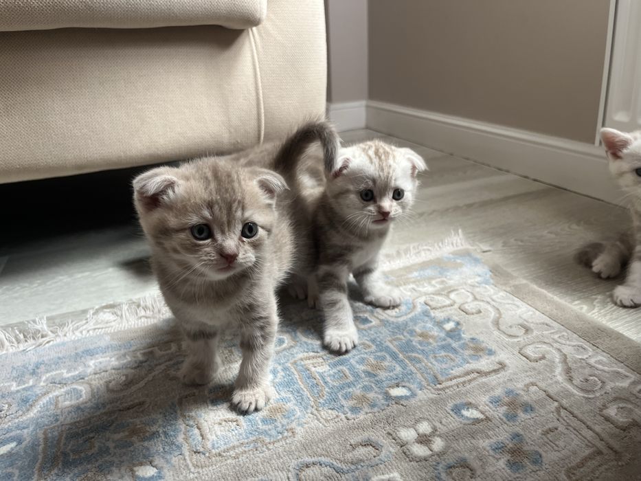 Шотландские котята