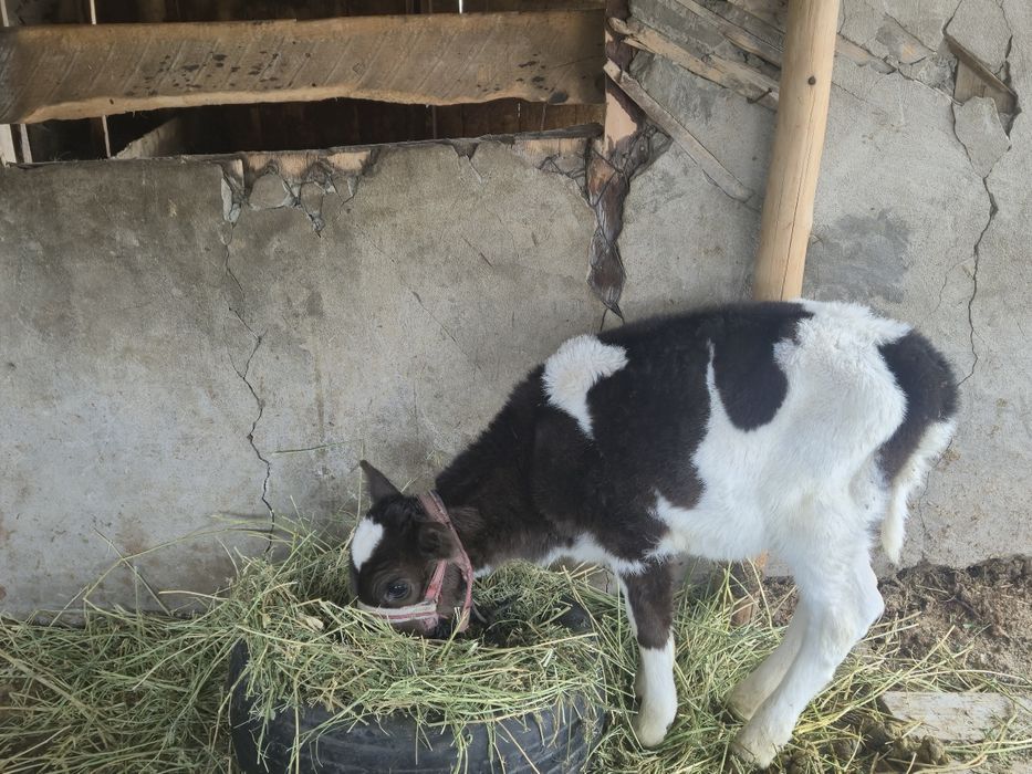 Корова.  Бузаулы сиыр!