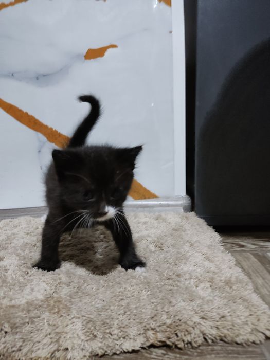 Отдам в хорошие руки