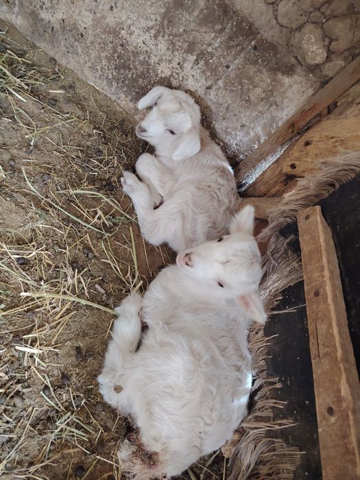 Коза с козлятами