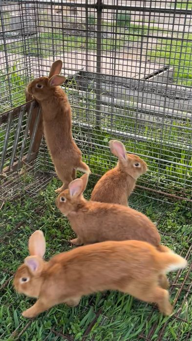 Продам Кроллов порода Бургунды