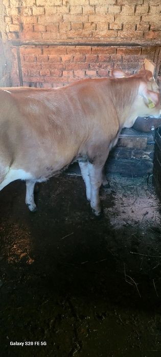 De vanzare vitea
