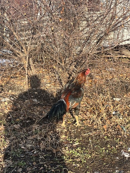 Дакан питух куры