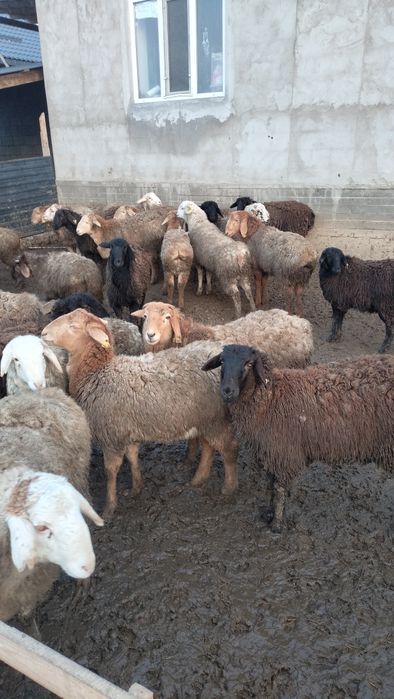 Продам Тоқтылар семіз бордақыда