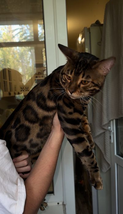 Вязка Бенгальский кот