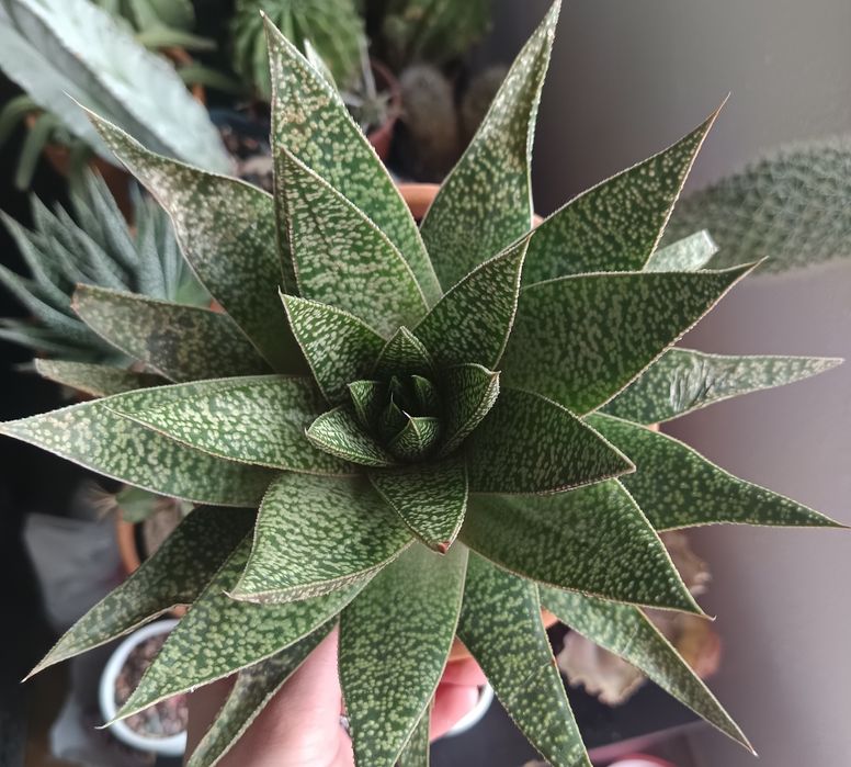 Cactuși și suculente exemplare mari