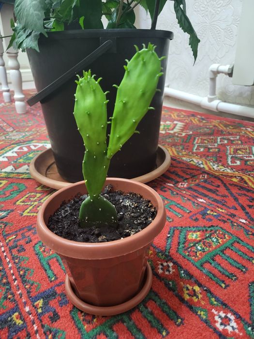 Комнатные цветы 1000т