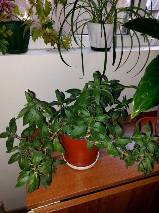 Долларовые цветы для офиса и  для дома