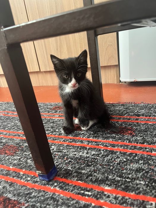 Котенок отдадим в хорошие руки