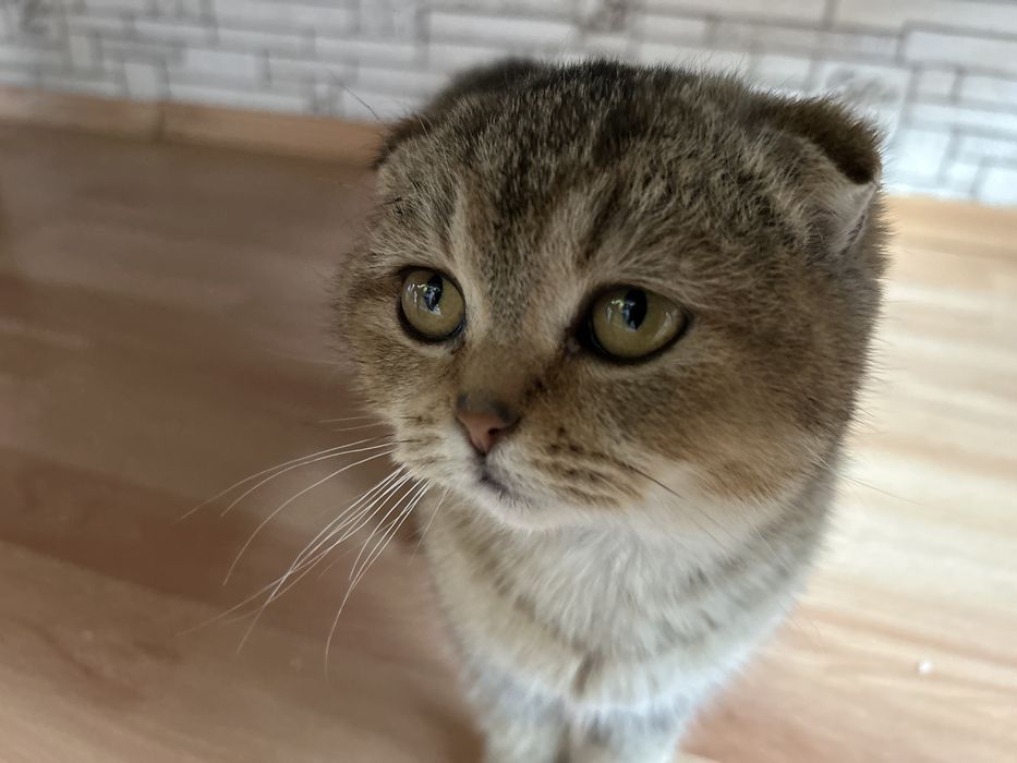 кошка шотландкая вислоухая