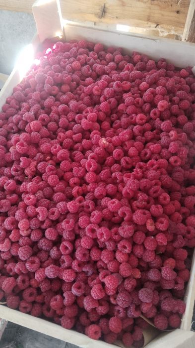 Расада клубники малины ежемалины