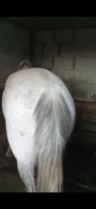 Vand iapa si manaz