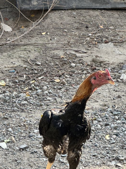 Дакан қораздар о шамо