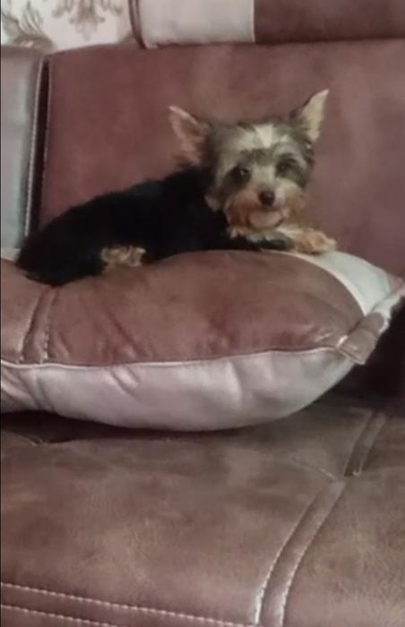 Продается йоркширский терьер