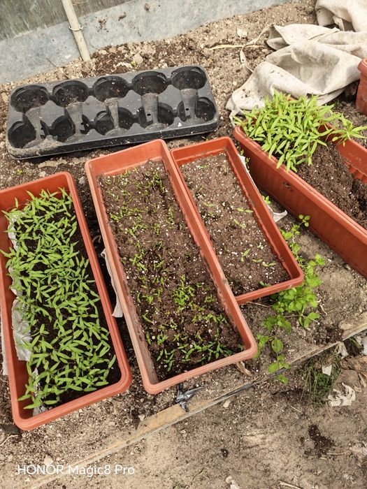 Разсад домати с уникални вкусови качества