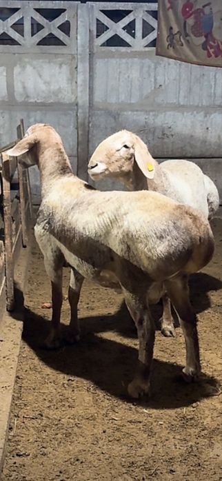 Арашан кошкар сатылады