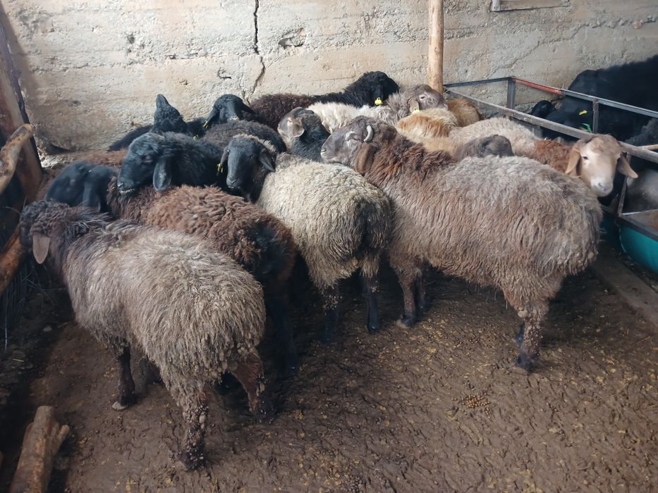 ТоқтыҚошқарларрр