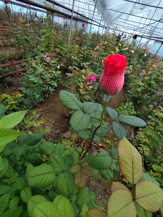 Цветы Гүл көшеттері сатылады