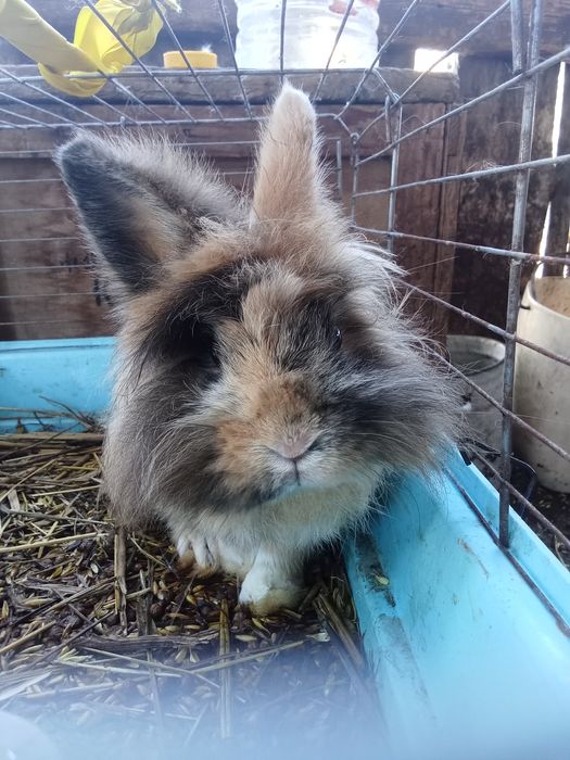 Львиный кролик в добрые руки