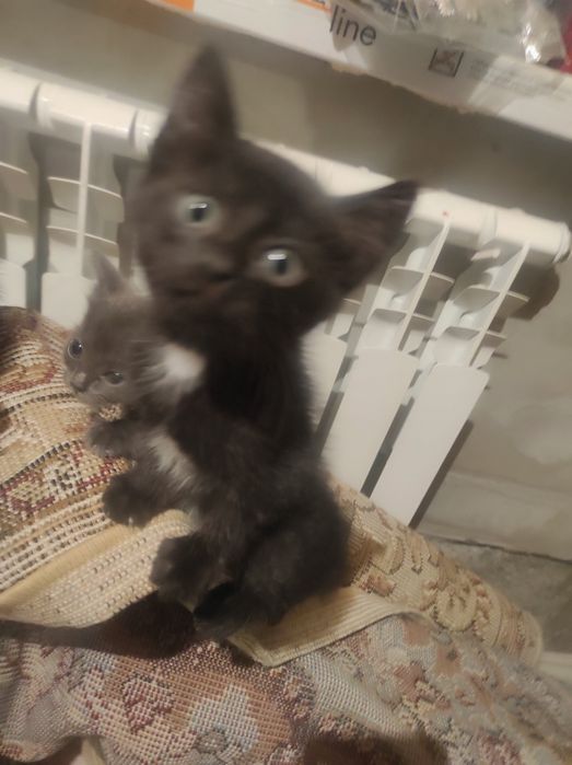 Отдам котят в хорошие руки