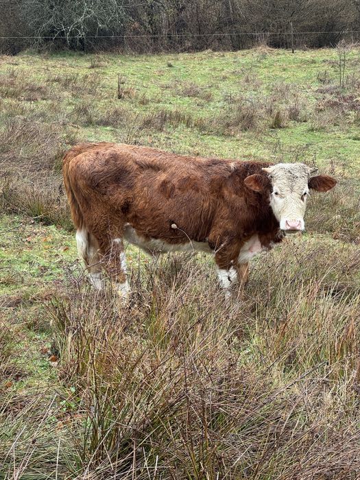 Vand taur baltat romanesc