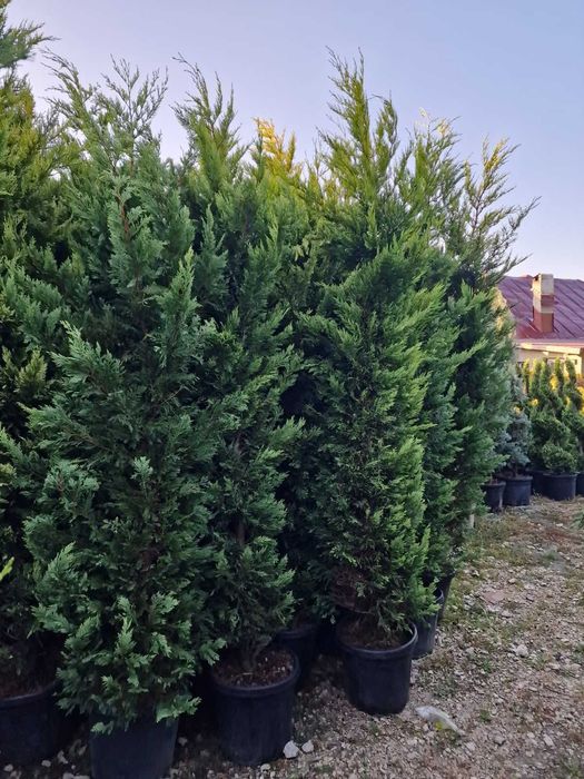Cupressocyparis Leylandii pentru Spatii Verzi