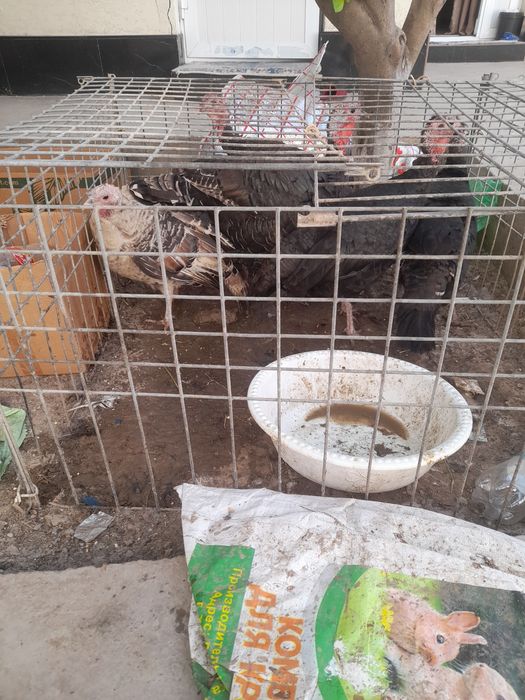 Urg'ochi kurkala sotladi