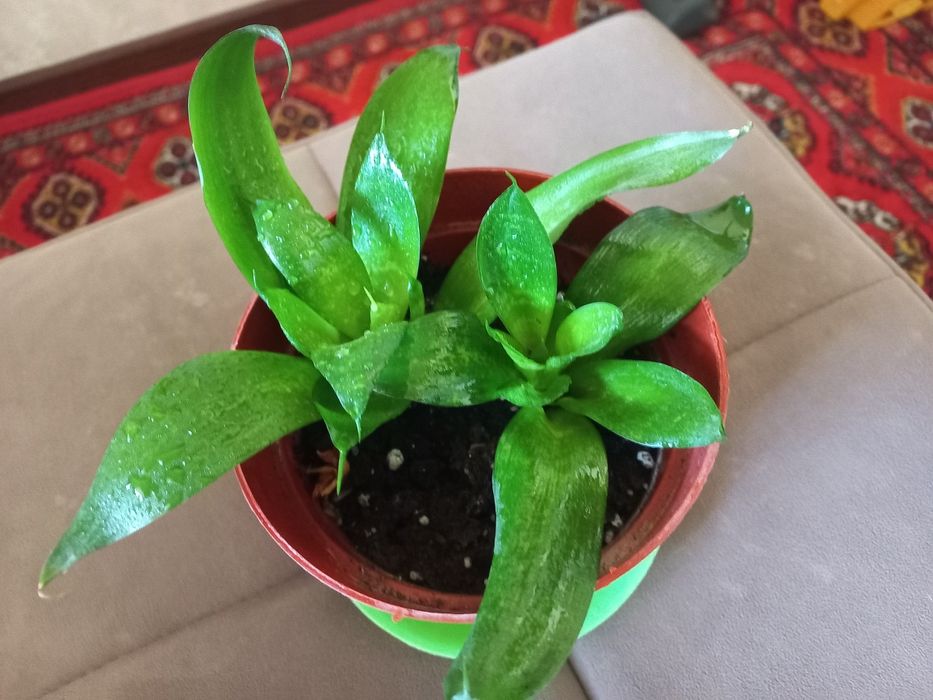 Сенсаверия 5000сум