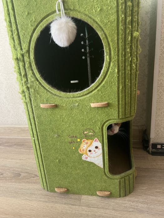 Кошка трех цветная