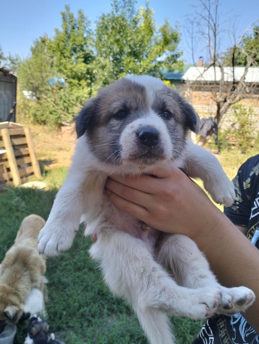 Щенки в добрые руки