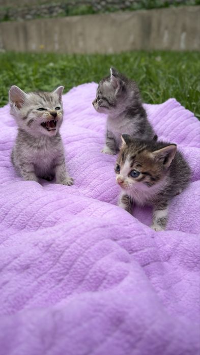 Котята мальчики и девочки в добрые руки
