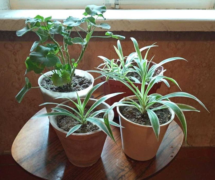 Хлорофитум и пеларгония (герань) белая - природные очистители воздуха
