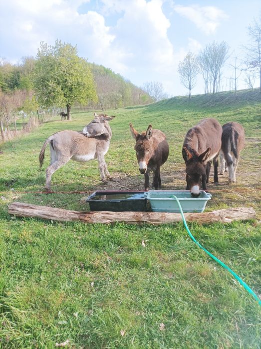 Oferă specială 3 măgărițe de 3 ani