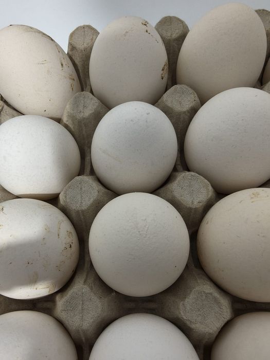 Vind ouă de găină rasa leghorn pentru incubator
