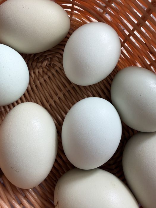 De vanzare pui araucana