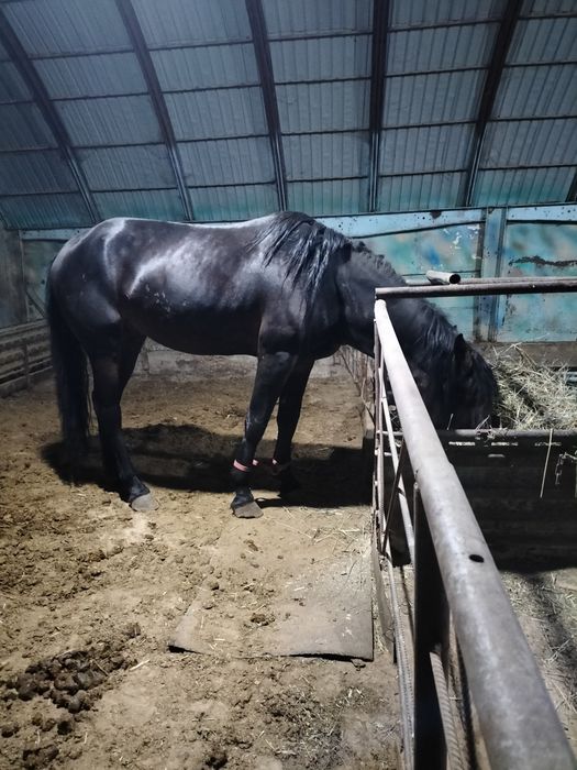 Аигыр сатылады 6 жасар боиы 162