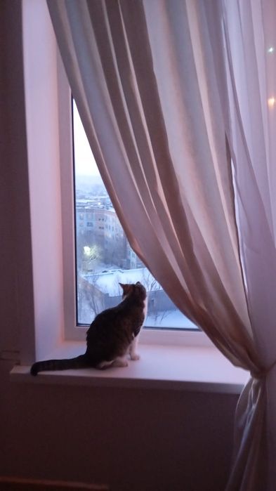 Кошка в добрые руки