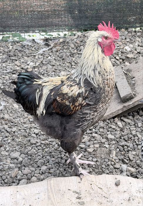Vând cocoși tineri
