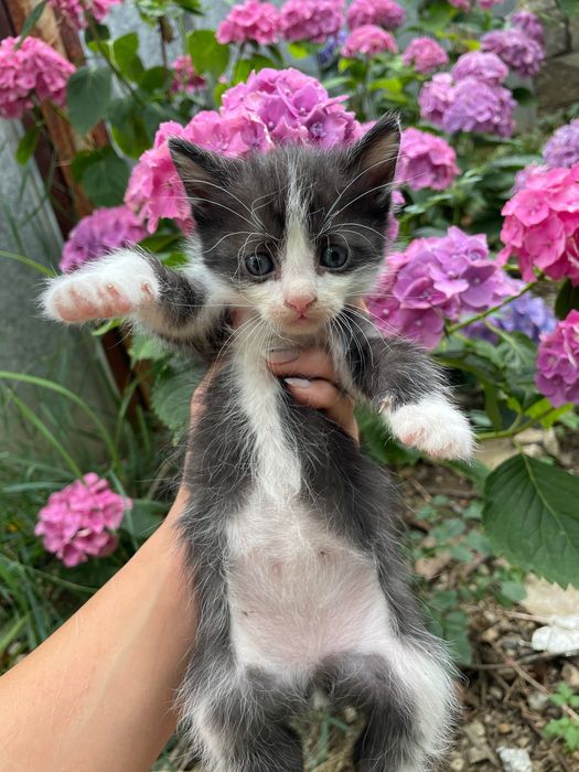 Малки котенца търсят дом