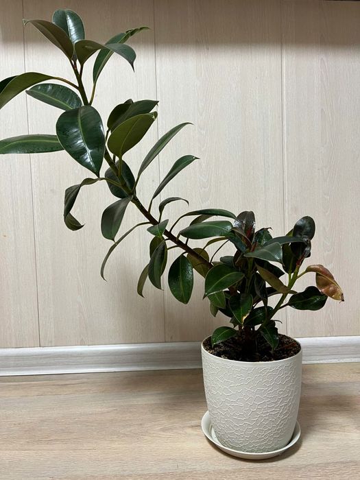 Цветы домашние - Фикус.