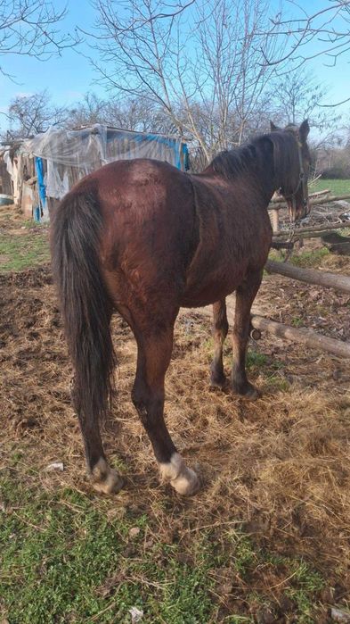 Кон за пряагане добро