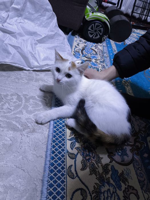 Акылды мысык тегын беремын